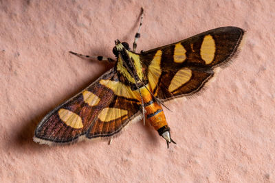 Close-up of butterfly