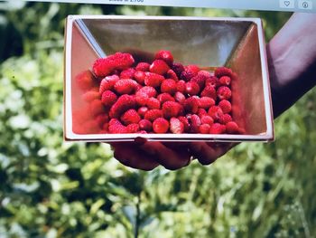 Close-up of hand holding strawberries