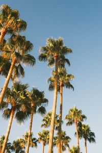 Low angle view of palm tree against blue sky