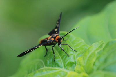 Close-up of insect on leaf