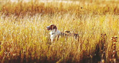 Dog in grassy field