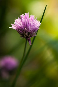 Close-up of pink flower