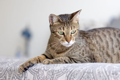 Cute oriental cat sitting on top of the bed at home, domestic animal portrait