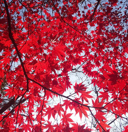 Close-up of red maple leaves on tree