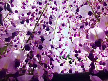 Close-up of purple flowers on tree