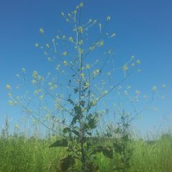Trees growing on field against blue sky