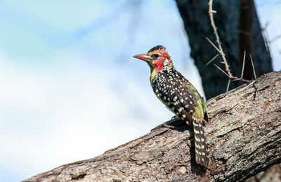 Low angle view of bird perching on tree