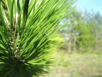 Close-up of fresh green plant