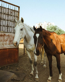 Horses standing in ranch