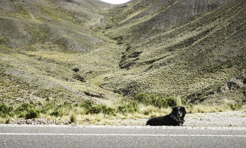 Dog on roadside in high plains looking into a valley.