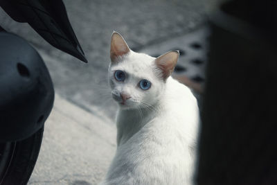 Close-up portrait of cat