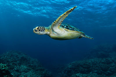 View of turtle swimming in sea