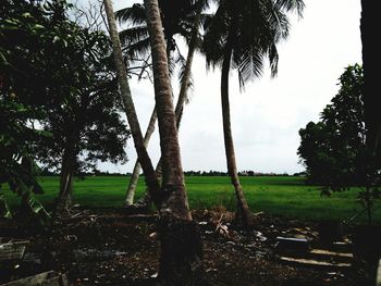 Trees on field against sky