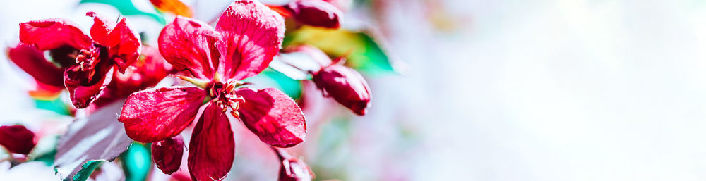 Close-up of pink flowering plant