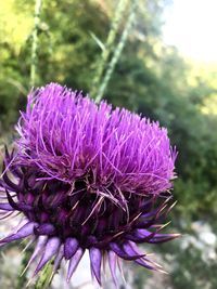 Close-up of purple thistle blooming outdoors