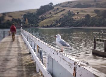 Seagull perching on railing by water
