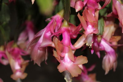 Close-up of pink flowers blooming outdoors