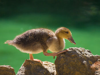 Close-up of bird