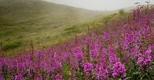 Purple flowering plants on field