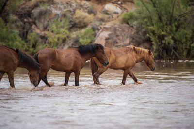 Horses walking in lake at forest