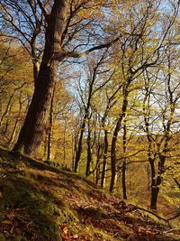 Bare trees in forest during autumn