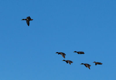 Low angle view of birds flying in the sky