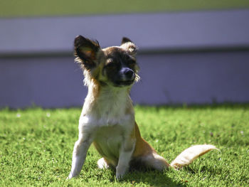 Dog looking away on field