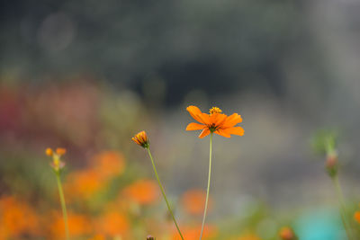 Close-up of flowers blooming outdoors