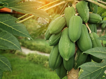 Close-up of fruits growing on tree