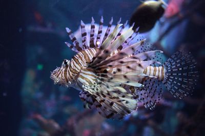 Close-up of fish swimming in sea