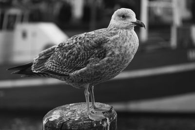 Close-up of bird perching