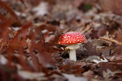 Close-up of amanita muscaria mushroom