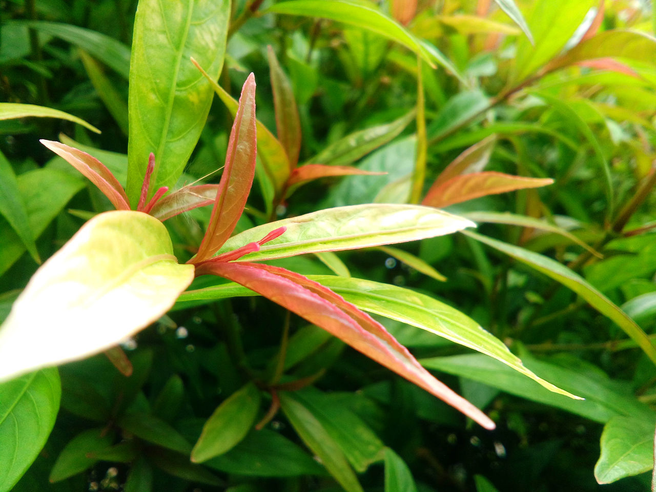 growth, leaf, plant, green color, nature, close-up, outdoors, no people, day, freshness, beauty in nature, grass, fragility