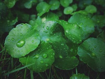 Close-up of water drops on leaves