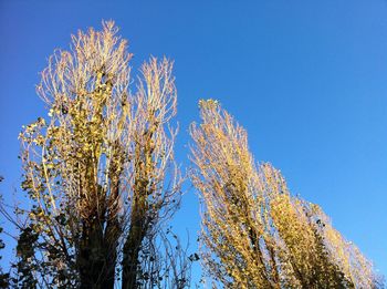 Low angle view of trees against blue sky