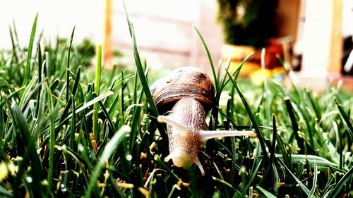 Close-up of plant growing on grassy field
