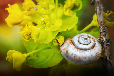 Close-up of snail on plant