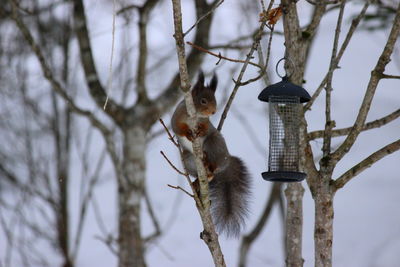 Low angle view of squirrel on tree branch