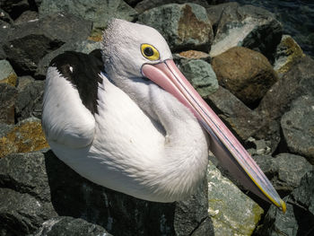 High angle view of pelican on rock