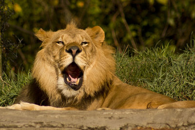 Portrait of a lion