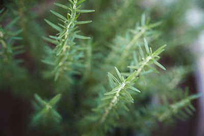 Close-up of fresh green plant
