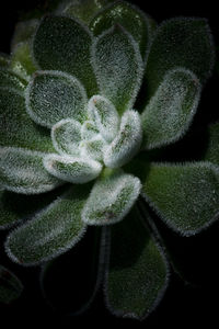 High angle view of succulent plant against black background