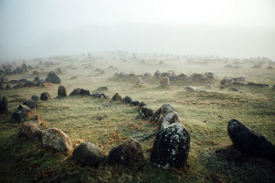 Sheep on field against sky