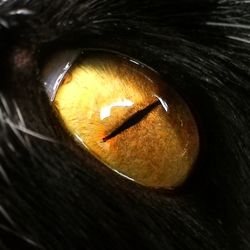 Close-up of horse eye