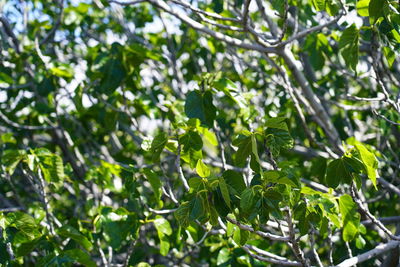 Low angle view of fresh green leaves on tree