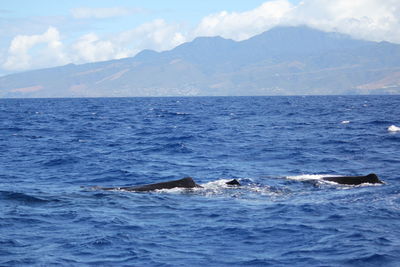 Scenic view of sea and mountains