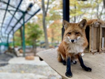 Portrait of dog standing outdoors