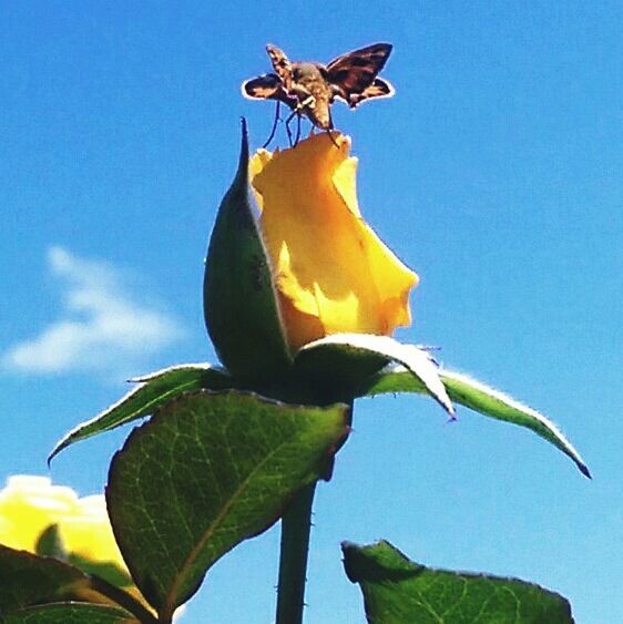 low angle view, blue, clear sky, leaf, flower, one animal, animals in the wild, close-up, wildlife, nature, animal themes, freshness, sky, sunlight, petal, yellow, day, beauty in nature, growth, outdoors