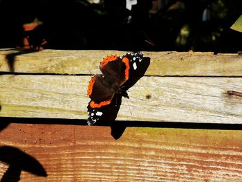 Close-up of butterfly on wood