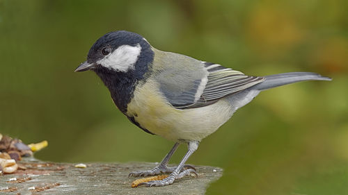 Close-up of bird perching on wood